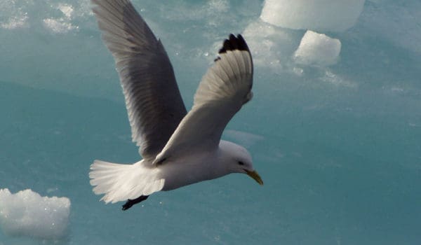 Måke i luften på Svalbard